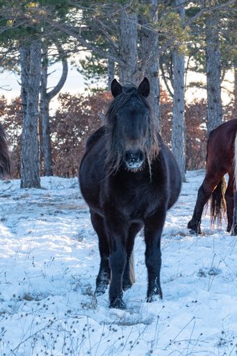 A vertical portrait of a black horse looking straight forward, against the snowy landscape with its flock