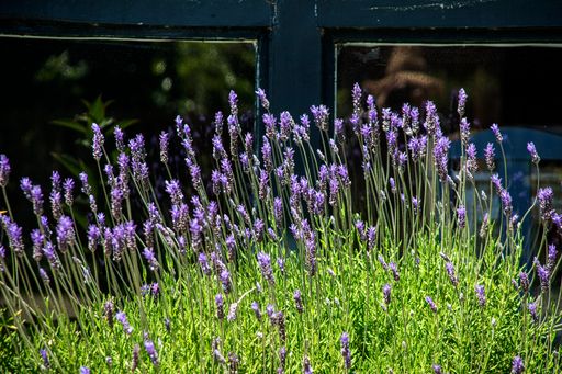 A scenic view of tiny purple flowers with long stems among green grass against the black windows