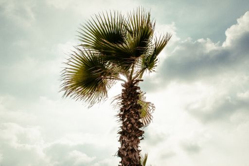 A low angle of a palm tree against a cloudy sky in summer in Tel Aviv, Isreal
