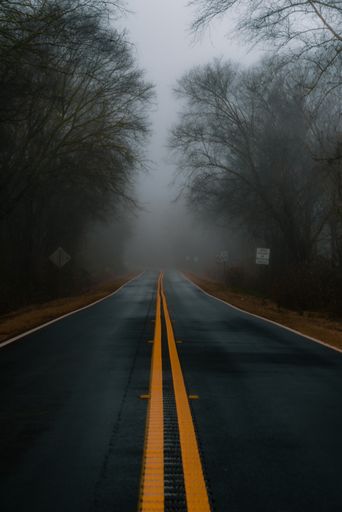 A road surrounded by trees and road signs in the fog