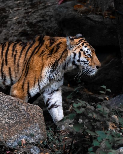A vertical shot of a tiger in the jungle