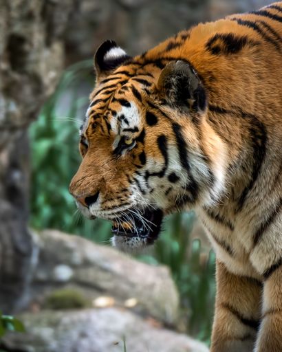 A vertical shot of a tiger roaring in the jungle
