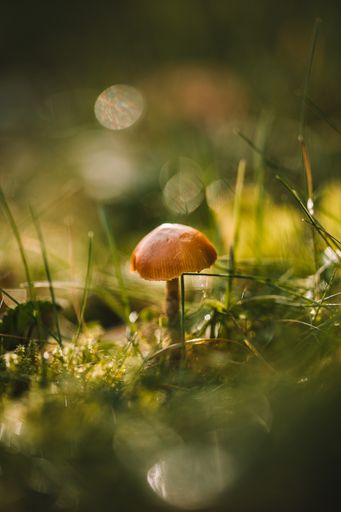 A vertical shot of a mushroom with grass on the forest ground