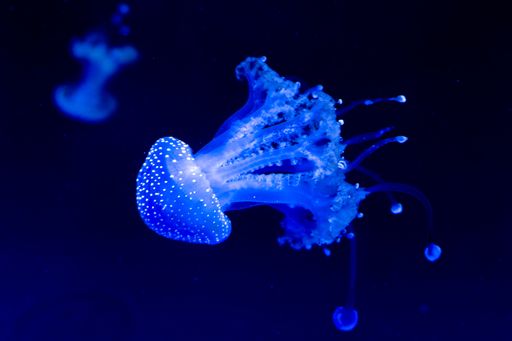 A beautiful shot of jellyfish dancing in the blue ocean