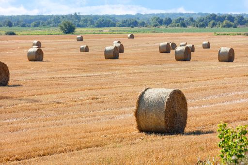 Large rolls of straw are neatly stacked in the middle of the field after harvesting the wheat