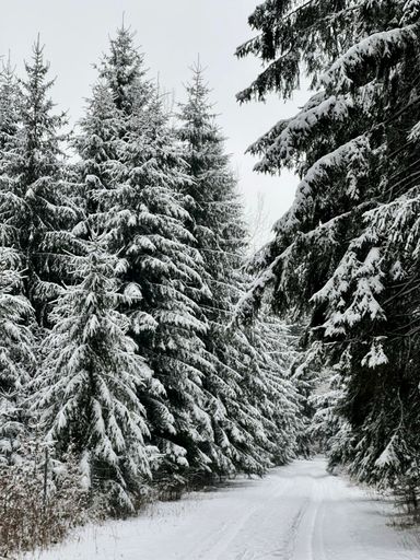 A vertical view of the snowy road passing through the enormous fir trees during the winter