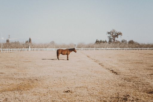 A beautiful shot of a horse standing in dry grass field with trees and a clear sky in the background