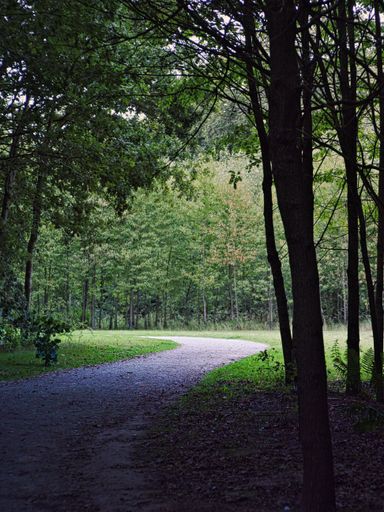 A vertical shot of a walking path in the middle of a forest.