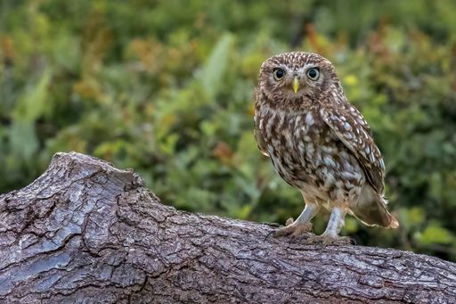 A closeup shot of a little owl perched on a wooden tree on a blurred background