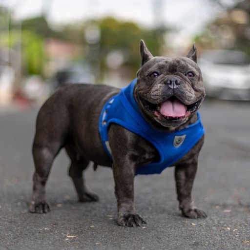 A portrait of an adorable bulldog