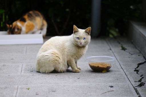 A stray cat with blue eyes eating food from the pot outdoors