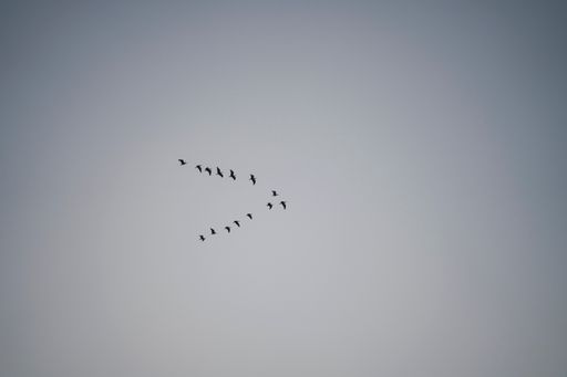 A low angle shot of a flock of birds flying on a cloudy gray sky