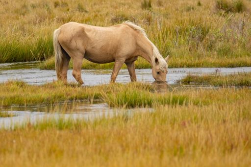 A horse drink water from the lake at daytime