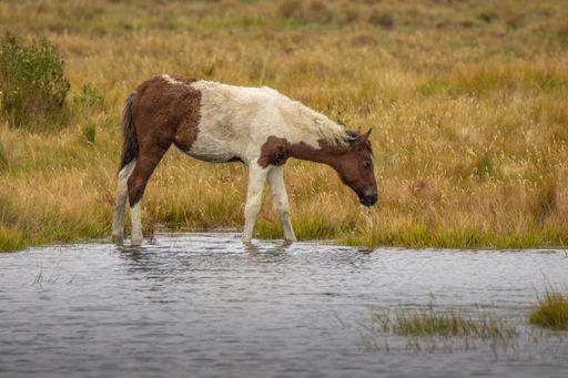 A horse drink water from the lake at daytime