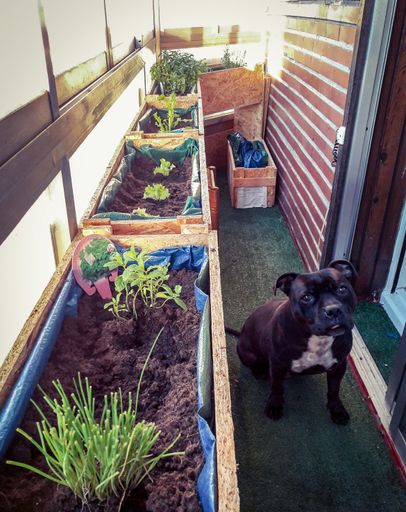 A vertical shot of a baby pit bull on the balcony with many plants and growings