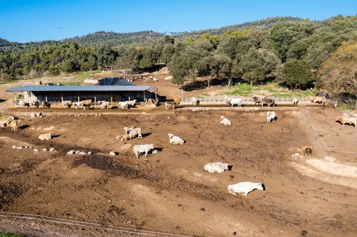 A beautiful view of cows grazing in a field on a sunny day