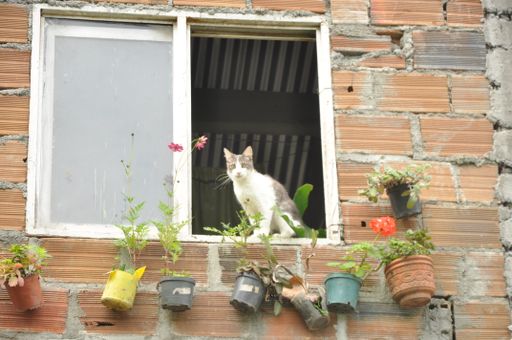 A cute shot of a white and gray cat sitting on the windowsill of brick building looking down at camera