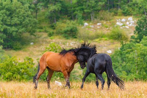 A bright summer day outdoors with two wild horses playing in a field surrounded by lush greenery