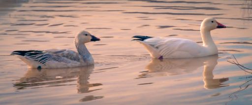 A closeup of beautiful white ducks swimming in a lake with small waves around them