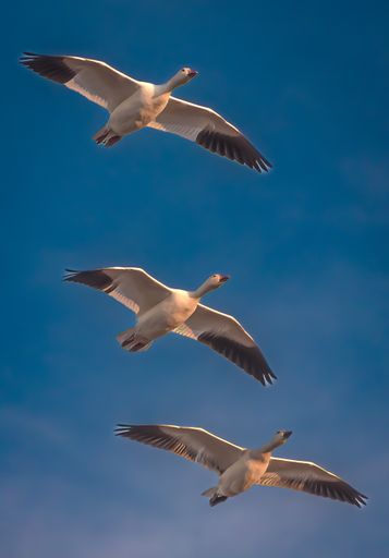 A flock of geese flying in the blue sky at Bosque del Apache National Wildlife Refuge