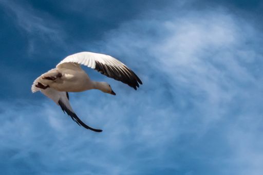 A goose flying high in the blue cloudy sky at Bosque del Apache National Wildlife Refuge