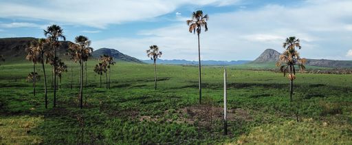 Breathtaking view of a green meadow with palm trees against mountains and blue sky on a sunny day, National Park of Goias, Brazil.