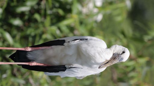 A closeup shot of an Asian openbill stork at Ranganathittu bird sanctuary