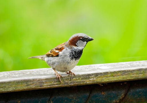 A selective focus shot of a sparrow perched on a wooden fence, a bird with brown white plumage