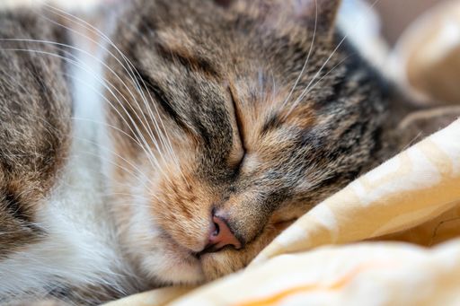 A closeup of an adorable cat