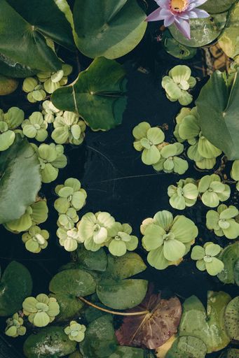 A beautiful shot of green clovers growing in a field