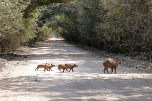 Capybara family crossing the nature Parkway in the Brazilian Pantanal, the largest rodent in the world.