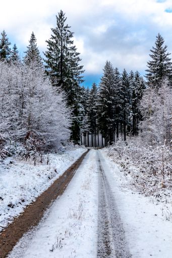 A vertical shot of a pathway surrounded by trees covered in the snow under a cloudy sky