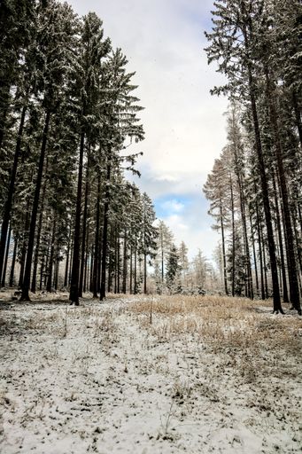 A vertical shot of a pathway surrounded by trees covered in the snow under a cloudy sky