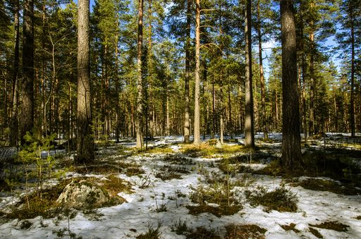 A beautiful shot of a pathway in a forest covered in snow during the day