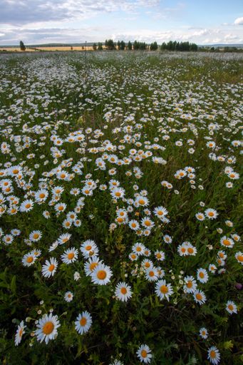 A vertical shot of beautiful blooming daisies in the meadow on a sunny day