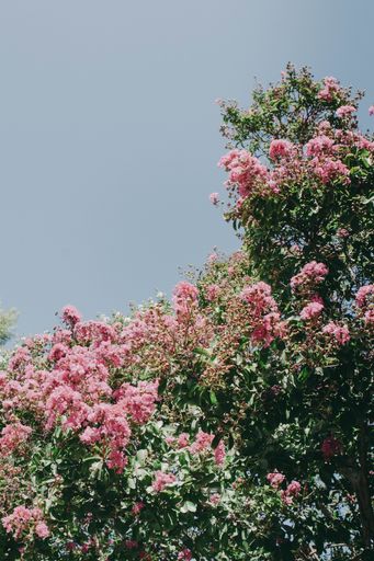 A beautiful shot of blossom on plants and trees in a garden