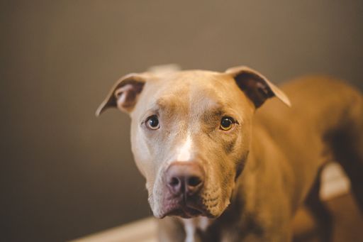 A closeup of a brown pitbull dog
