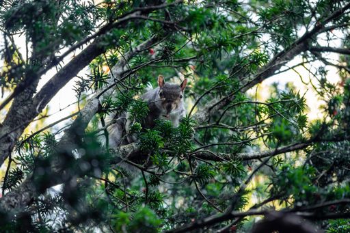 A cute little squirrel hiding between the green branches of the tree in the forest