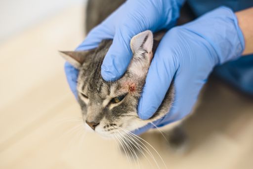 A veterinarian doctor is examining the skin disease of a grey cat