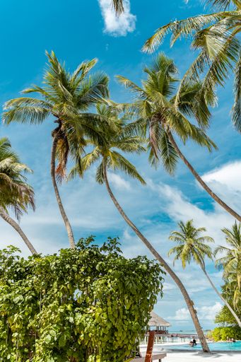A vertical shot of tropical palm trees