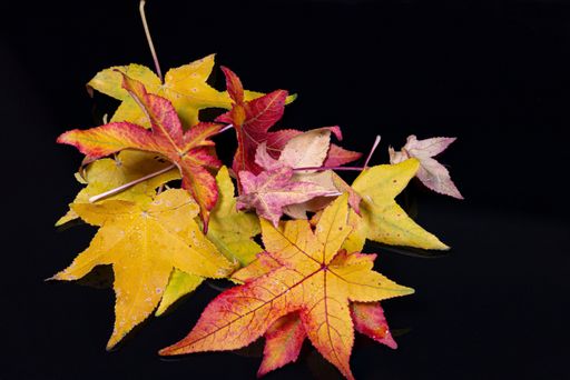 different leaves of a sweetgum tree (liquidambar) in red, yellow and green on reflecting underground and background in black