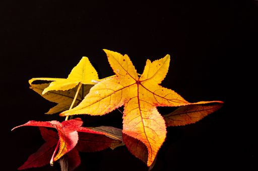different leaves of a sweetgum tree (liquidambar) in red, yellow and green on reflecting underground and background in black