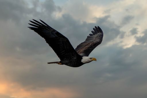 An majestic bald eagle flying high in the sky