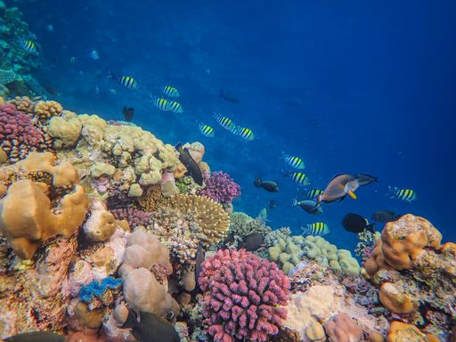 A scenic view of the ocean with beautiful corals and fish underwater