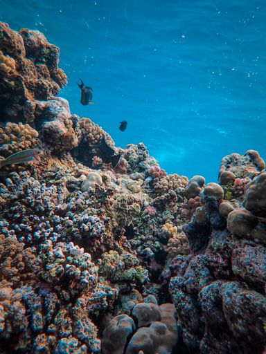 A vertical shot of small fishes in the ocean underwater