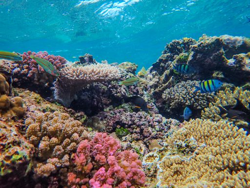 A beautiful view of an underwater world