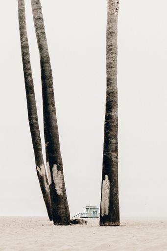 A vertical shot of tall palm trees at the beach on a sunny day