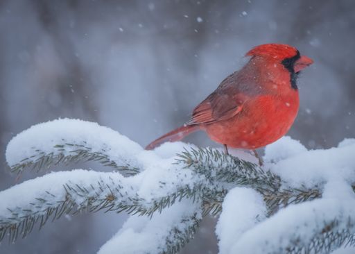 A closeup shot of Bright Crimson Northern Cardinal on a tree branch in winter