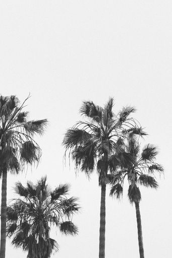 A beautiful shot of tropical palm trees on a white background