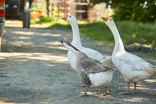 Wild geese in groups move among the vegetation looking around
